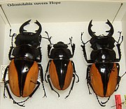 Odontolabis cuvera. Adult from the Texas A&M University Insect Collection in College Station