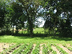 Site of the Shawnee village of Old Chillicothe, located at the present community of Oldtown