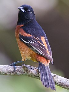 פזאי מהמין Icterus spurius