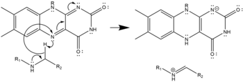 Hydride Transfer Mechanism of Polyamine Oxidation