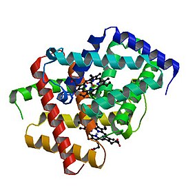 Image illustrative de l’article Cytoglobine