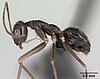 Profile view of ant Paratrechina longicornis
