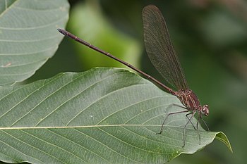 Glistening Demoiselle