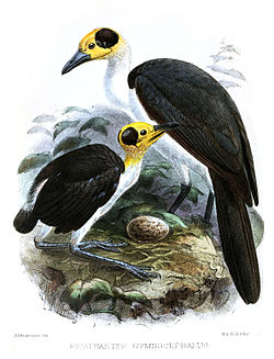 Keltapääkaljukas (Picathartes gymnocephalus)