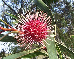 Flowers of the pincushion hakea