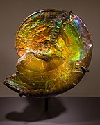 P. intercalare ammolite, Bearpaw Formation, Alberta, Canada