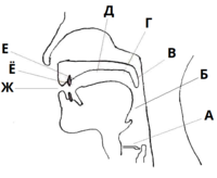 Места артикуляции у человека.