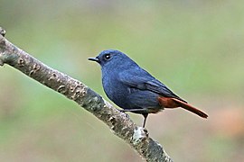 male, Godawari, Lalitpur, Nepal