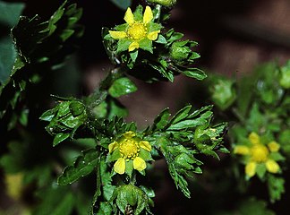 Inflorescence.