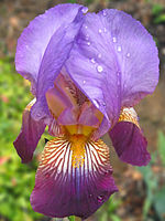 A picture of a purple iris in my back yard