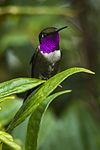 Purple-throated woodstar