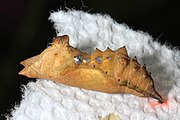 Chrysalis.