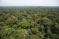 Image 24Ituri Rainforest (from Democratic Republic of the Congo)