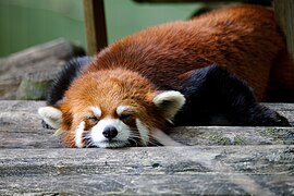 Red panda (Ailurus fulgens).