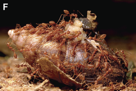Red weaver ants feeding on a dead giant African snail