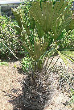 Description de l'image Rhapidophyllum hystrix.jpg.