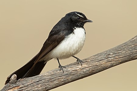 Willie wagtail, by JJ Harrison