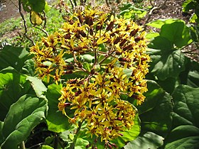 Flor de Roldana petasitis.