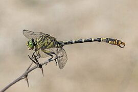 Small pincertail (Onychogomphus forcipatus) male Bulgaria