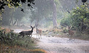 ಕಾರ್ಬೆಟ್ ರಾಷ್ಟ್ರೀಯ ಉದ್ಯಾನದಲ್ಲಿ ಜಿಂಕೆಗಳು