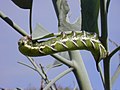 Larva de Manduca blackburni alimentándose de hojas de Nicotiana glauca