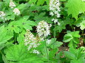 Foamflower