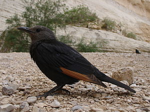 טריסטרמית היא מין ציפור ממשפחת הזרזיריים שבסדרת ציפורי השיר.