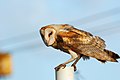 Tyto alba Barn Owl