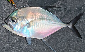 Ulua mentalis