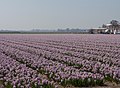 Voorhout, field with hyacinths