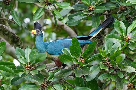Great blue turaco, by Giles Laurent