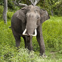 Elefante-asiático no Parque Nacional Bandipur, Índia.