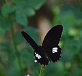 Common raven (Papilio castor)