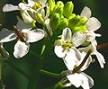 Alliaria petiolata (dettaglio dell'infiorescenza)