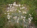 Antennaria dioica