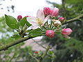 Malus domestica blossom