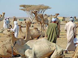 Camel market in Shalateen