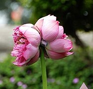 Lotus à double fleur. Deux fleurs sur un même pédoncule.