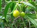 Bontia daphnoides