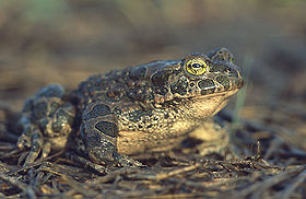 Bufo viridis