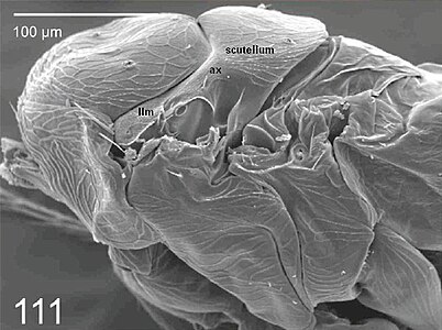 Cales noacki; lateral view of mesosoma, showing the fused appearance of the lateral lobe of the mesoscutum (llm), the axilla (ax), and the scutellum