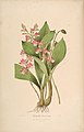 Botanical illustration of Calanthe brevicornu from John Lindley's Sertum Orchidaceum