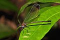 Libellule grande demoiselle non identifiée