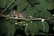 Brown and gray opossum