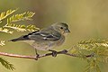 Carduelis psaltria (ženka)