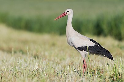 Grand oiseau blanc altier posé sur le sol ; pattes et bec roses, bout des ailes noir.