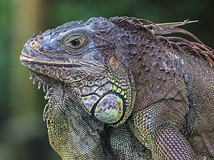 Un iguane vert au zoo de Singapour.