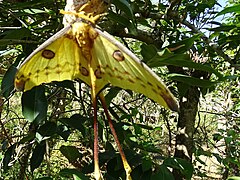 Comet moth at Peyrieras Reptile Reserve