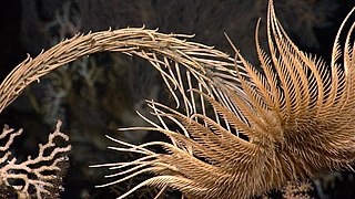 Tige, thèque et bras d'un crinoïde « vrai » (de la famille des Isselicrinidae).