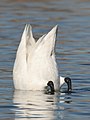 Bewick's swan feeding by upending